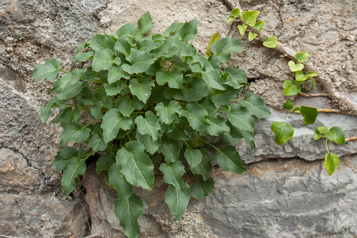 Image of Campanula pyramidalis specimen.