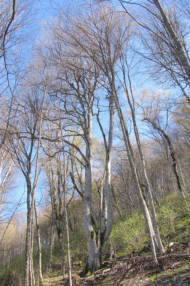 Изображение особи Fagus orientalis.