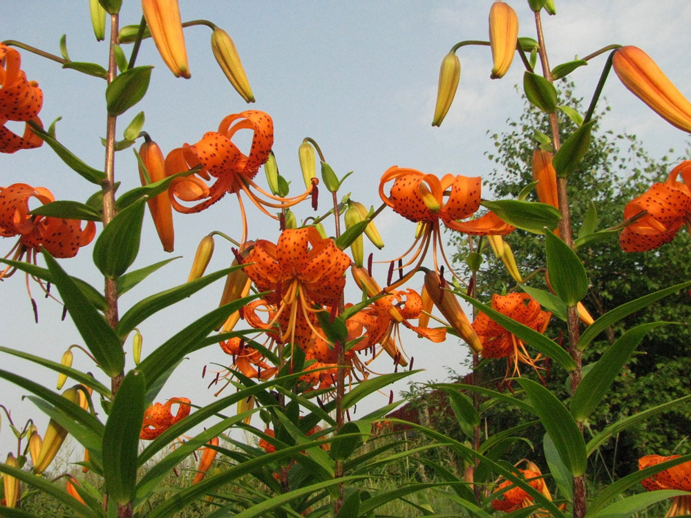 Image of Lilium lancifolium specimen.