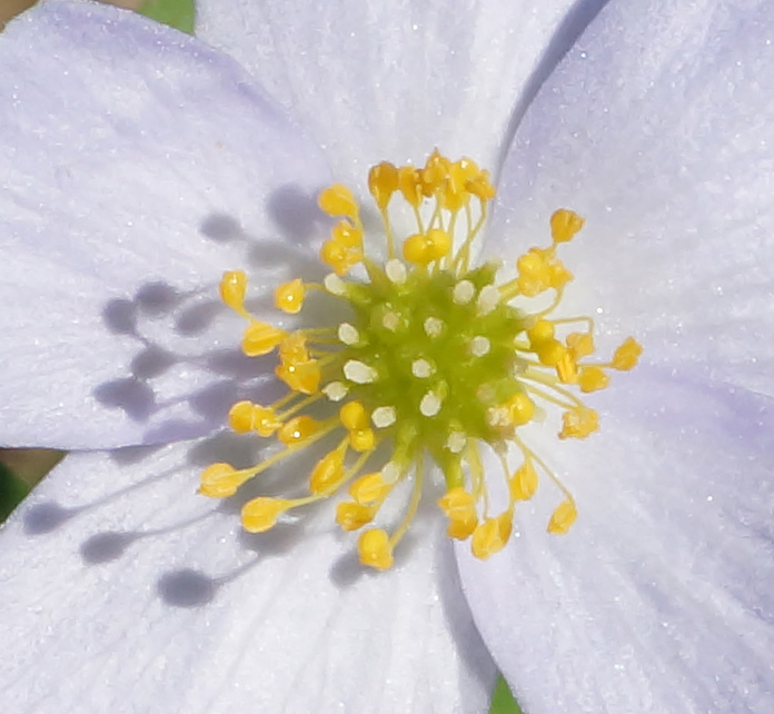 Изображение особи Anemone caerulea.