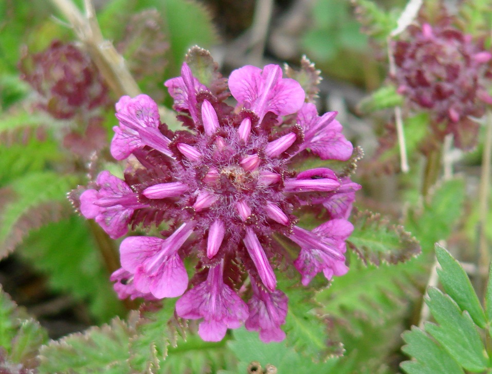 Image of Pedicularis verticillata specimen.