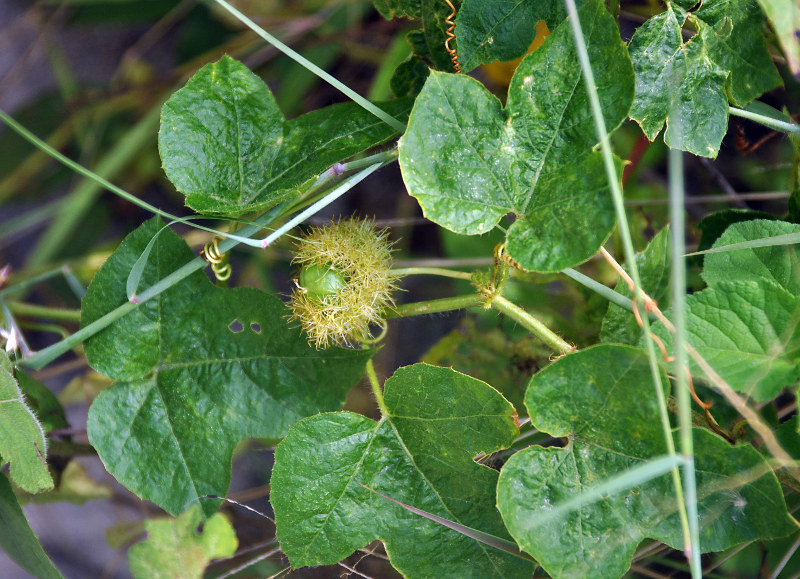 Изображение особи Passiflora foetida.