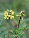 Astragalus frigidus. Верхушки побегов с соцветиями. Кольский п-ов, Хибины, влажный берег р. Кунийок. 27.07.2015.