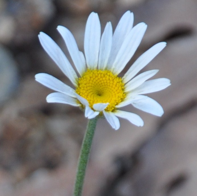 Image of genus Anthemis specimen.