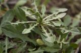 genus Taraxacum