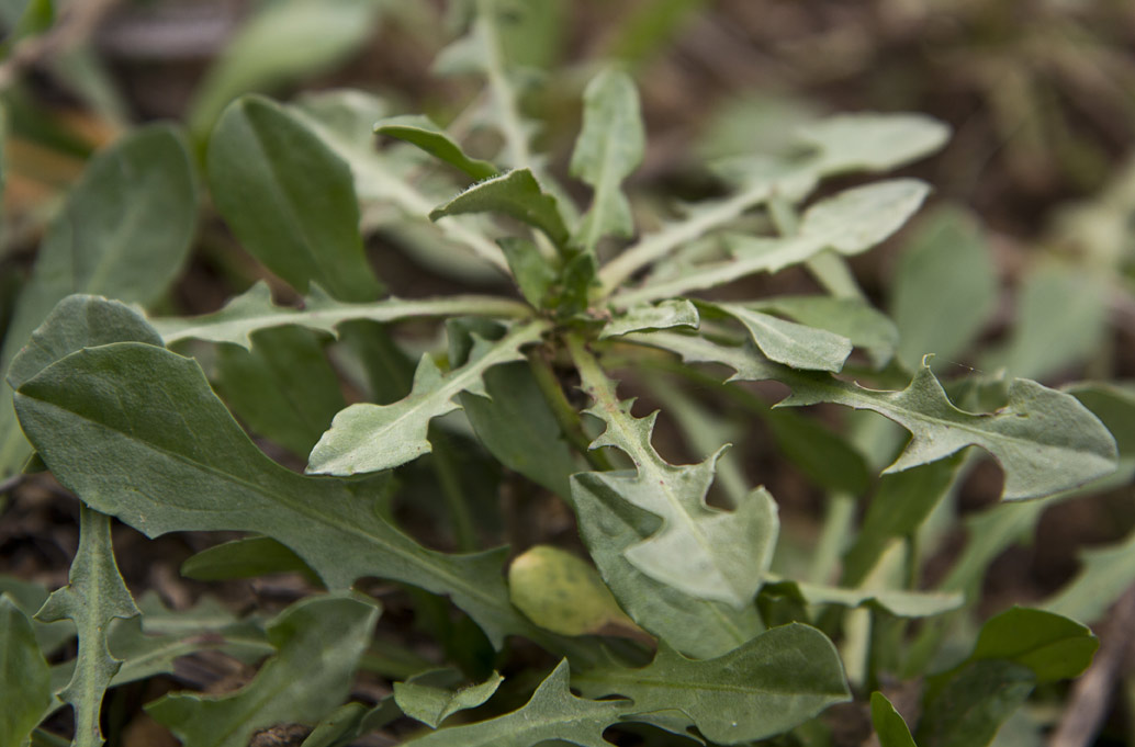 Image of genus Taraxacum specimen.