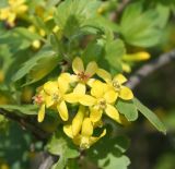 Ribes aureum. Соцветие. Восточный Казахстан, Уланский р-н, с. Украинка, дачный участок, в культуре. 02.05.2012.