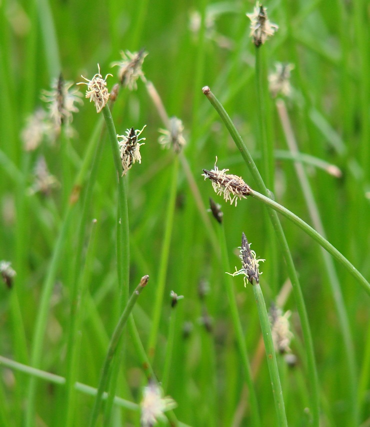 Image of genus Eleocharis specimen.