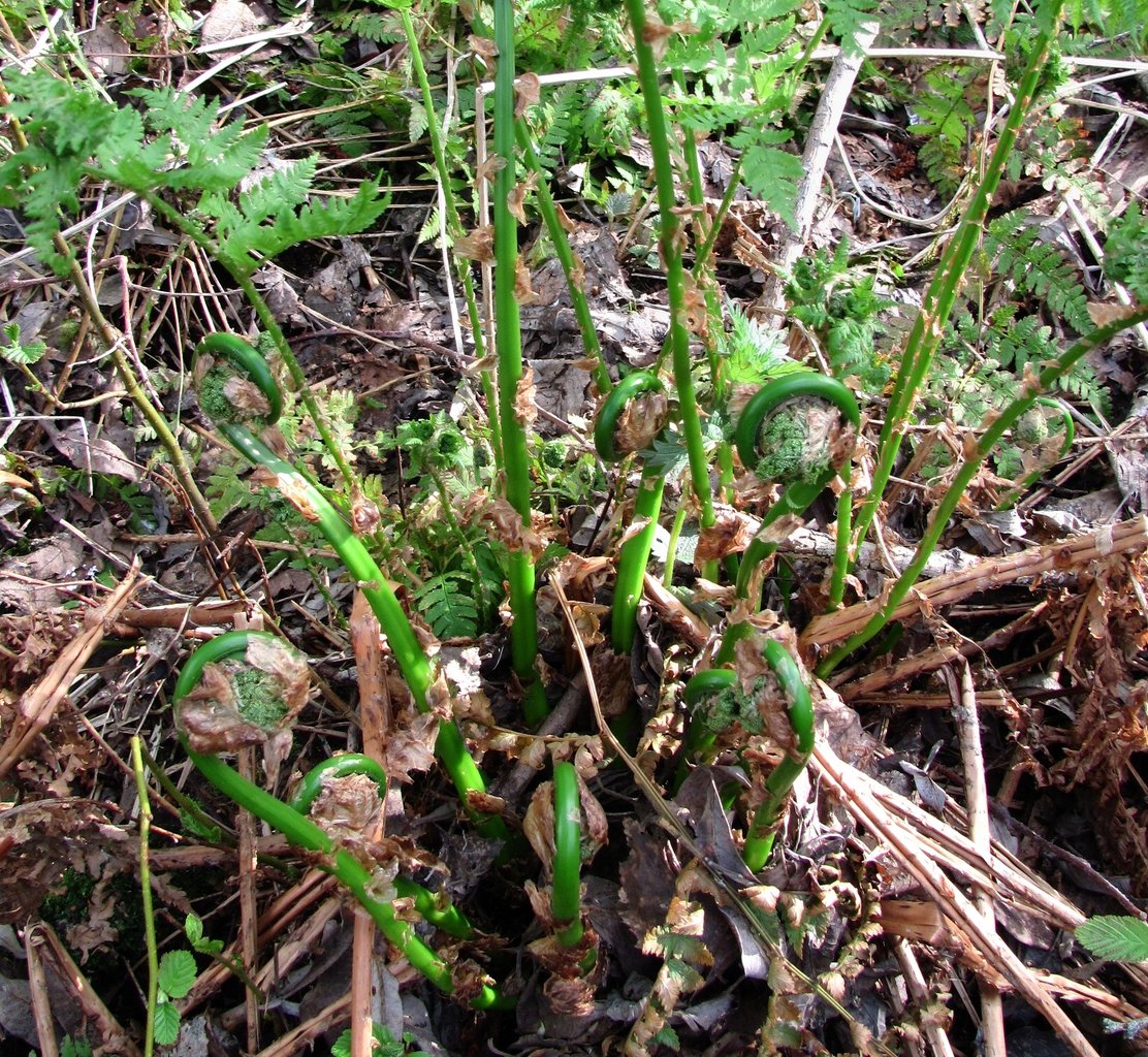 Image of Dryopteris carthusiana specimen.