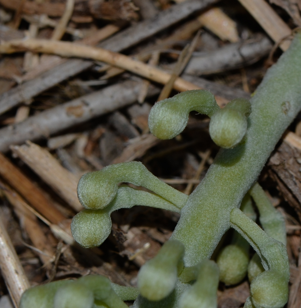 Image of Hakea chordophylla specimen.