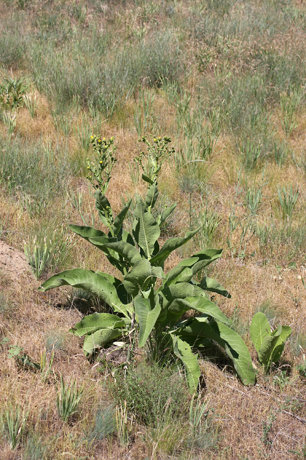 Image of Inula macrophylla specimen.