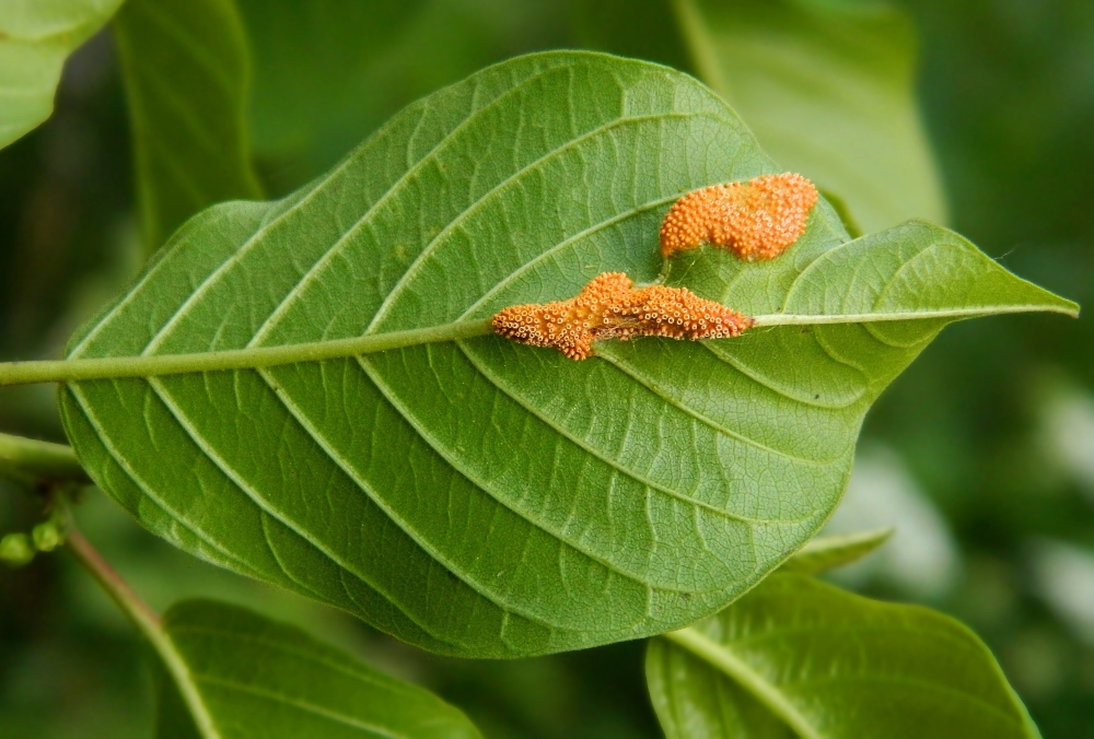 Image of Frangula alnus specimen.