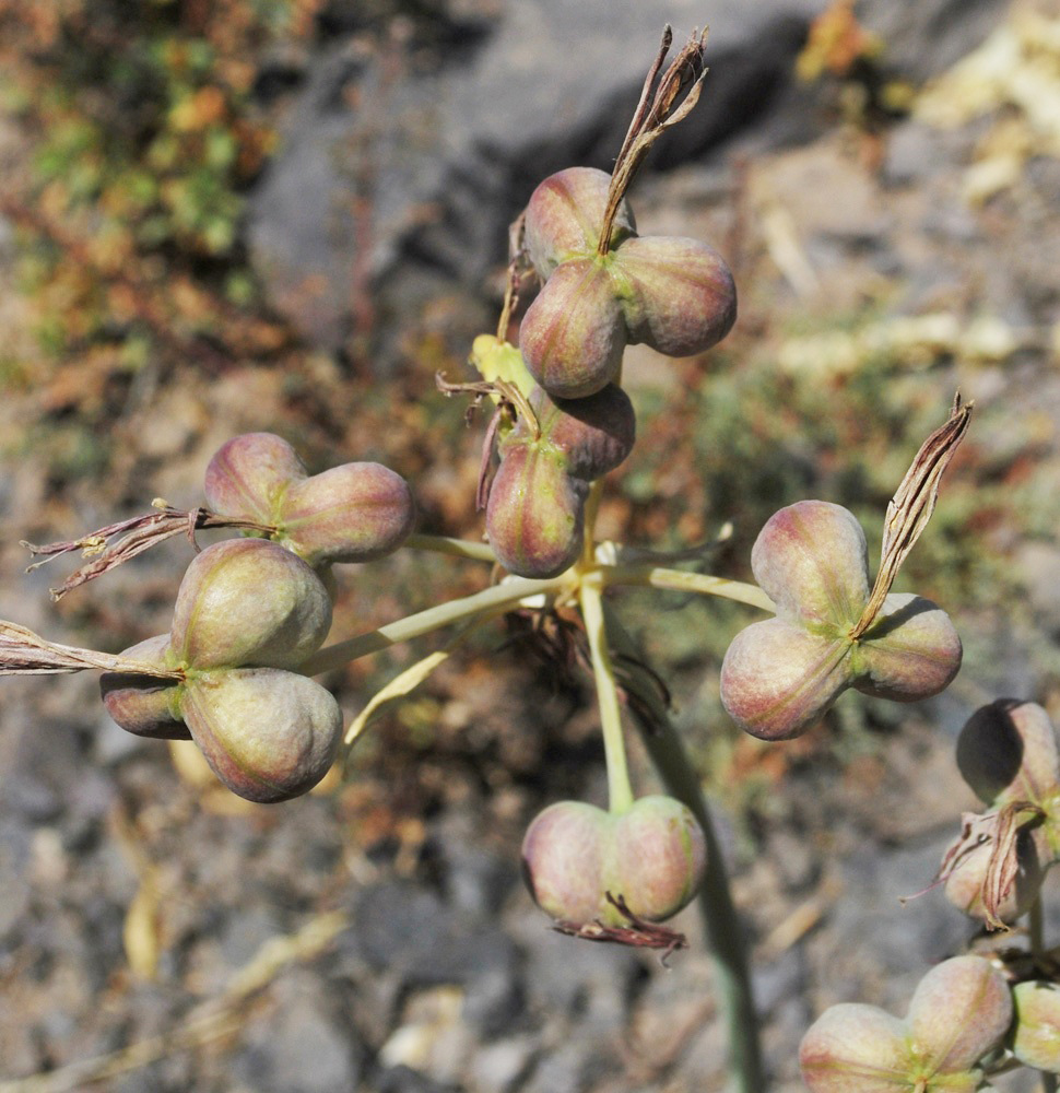 Image of Ungernia sewerzowii specimen.