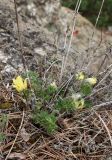 Pulsatilla albana