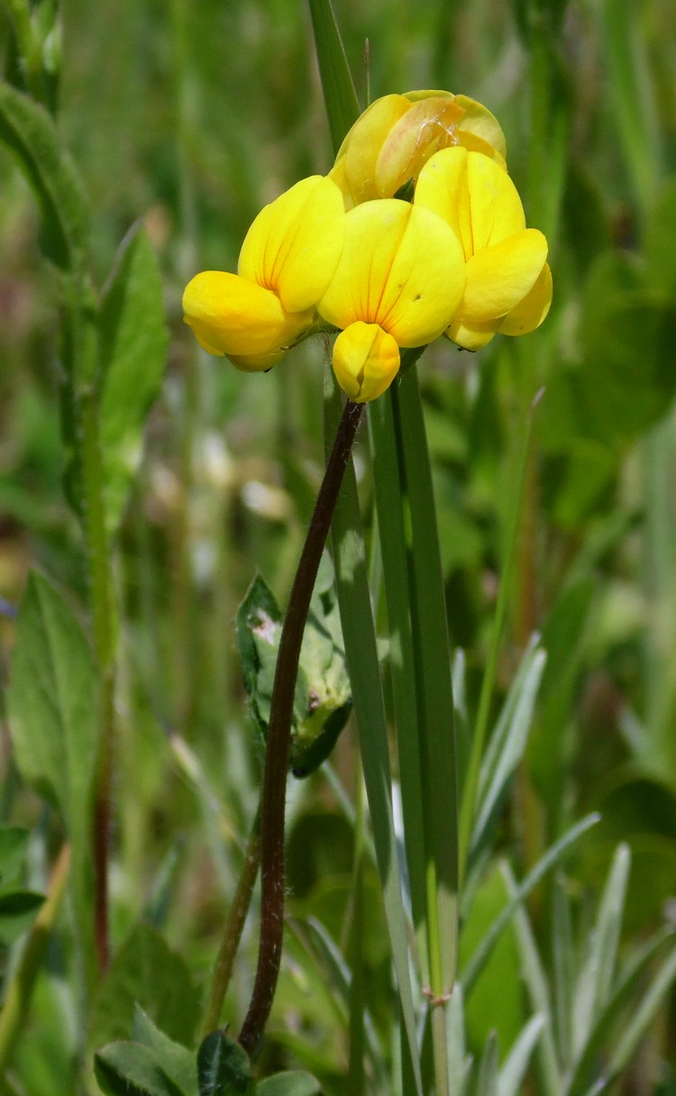 Изображение особи Lotus caucasicus.