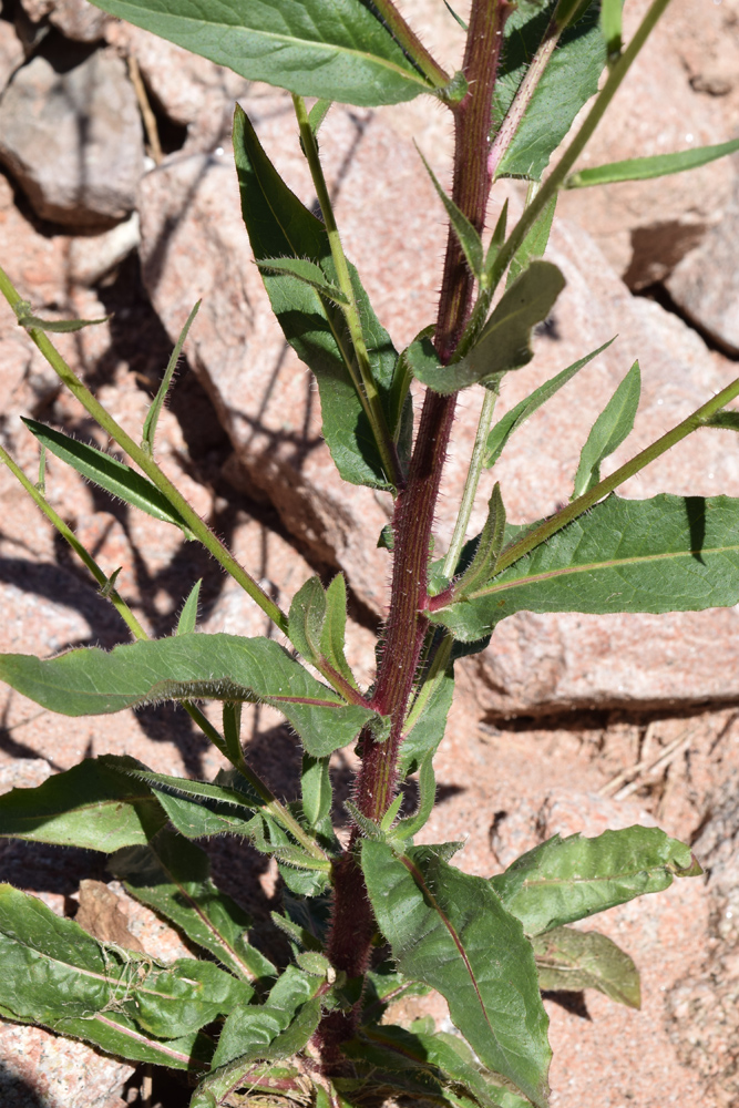 Image of Picris nuristanica specimen.