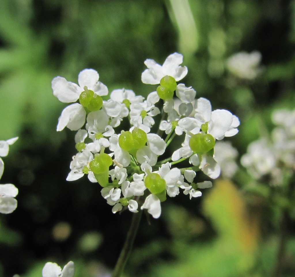 Изображение особи род Chaerophyllum.