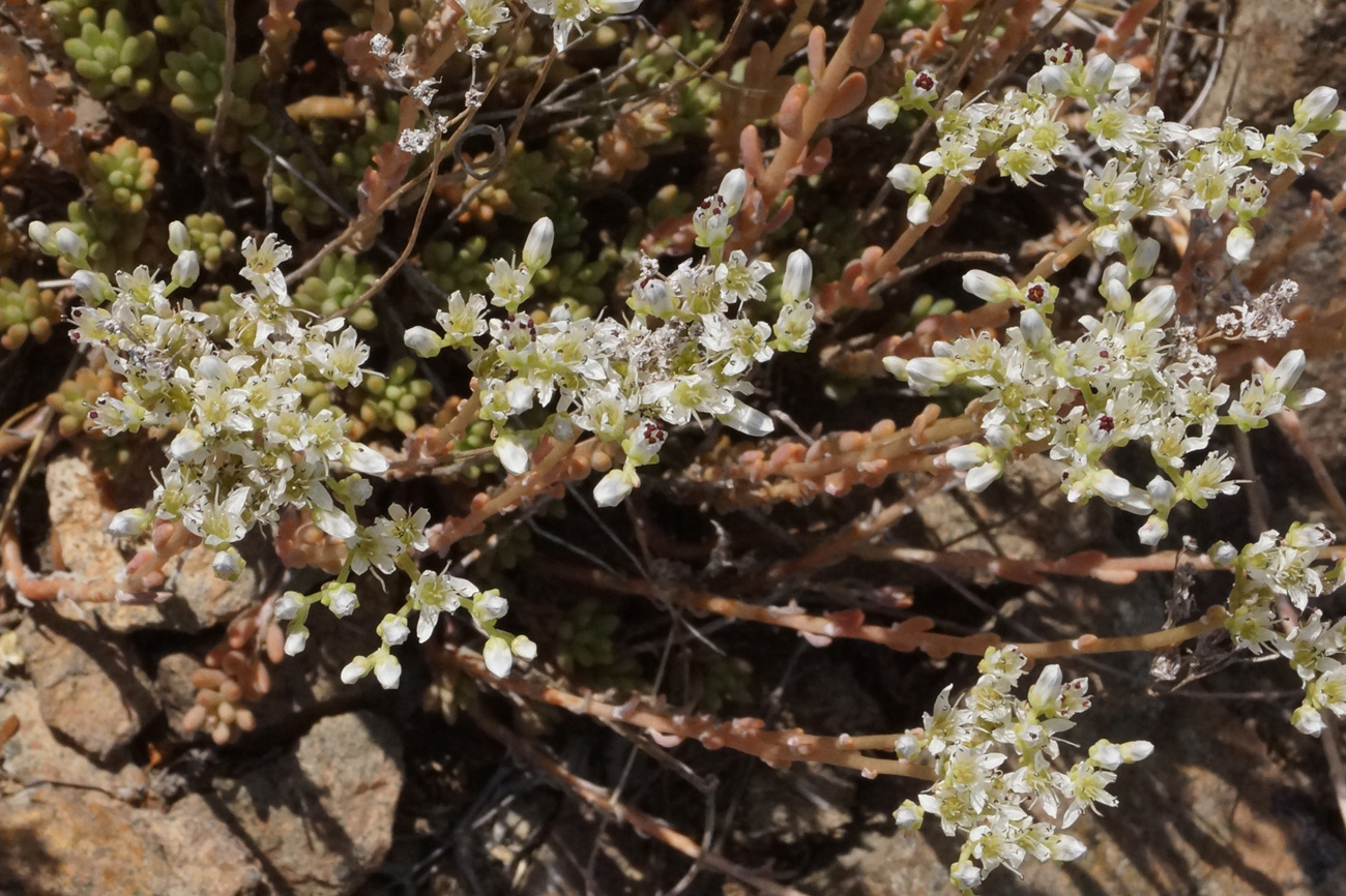 Image of Sedum alberti specimen.