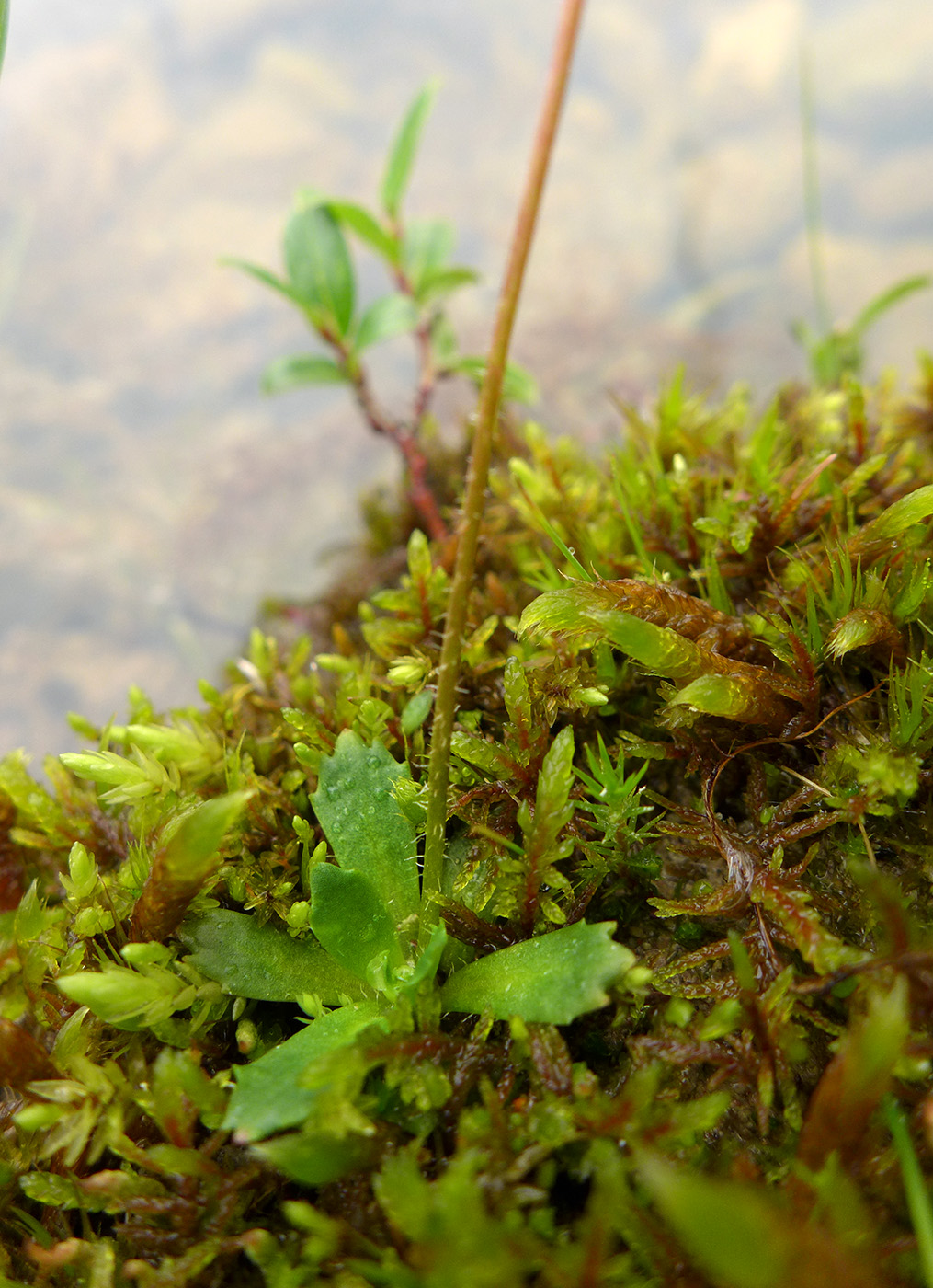 Image of Micranthes foliolosa specimen.