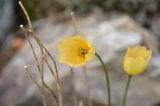 Papaver variegatum. Цветок. Юго-восточный Таймыр, бассейн р. Котуй, ручей Кугда-Юрях, каменистый береговой склон. 12.07.2016.