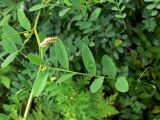 Vicia amurensis