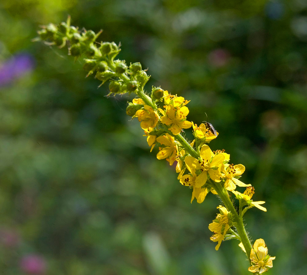 Image of Agrimonia pilosa specimen.