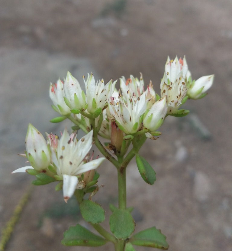 Изображение особи Sedum oppositifolium.