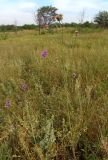 Centaurea adpressa. Цветущее и плодоносящее растение. Украина, г. Запорожье, балка возле трассы на Васильевку, южнее Опытной станции, степь. 10.07.2016.