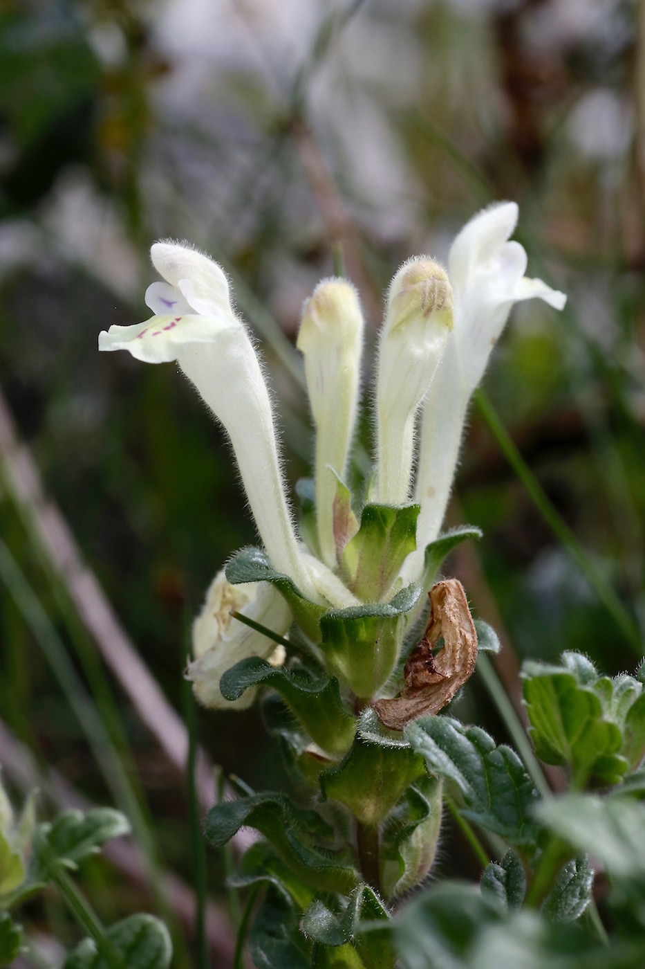 Image of Scutellaria oligodonta specimen.