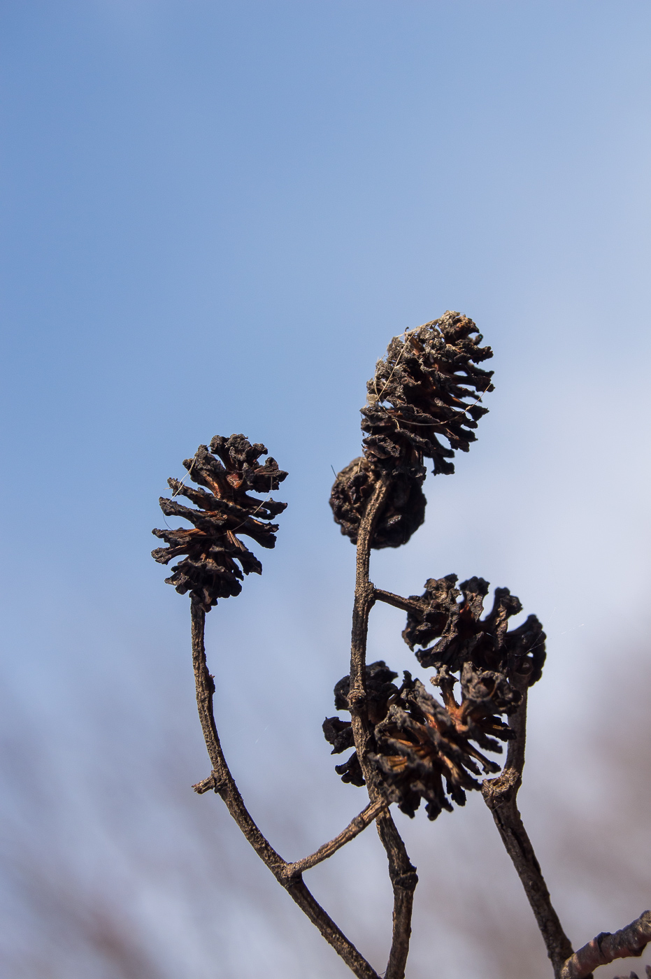 Image of Alnus glutinosa specimen.