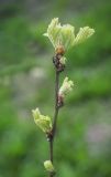 Caragana arborescens. Верхушка ветки с развивающимися листьями. Пермский край, г. Пермь, Кировский р-н, озеленение вдоль автодороги. 20.05.2017.