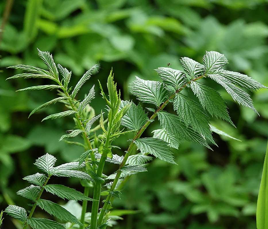 Image of Filipendula ulmaria specimen.