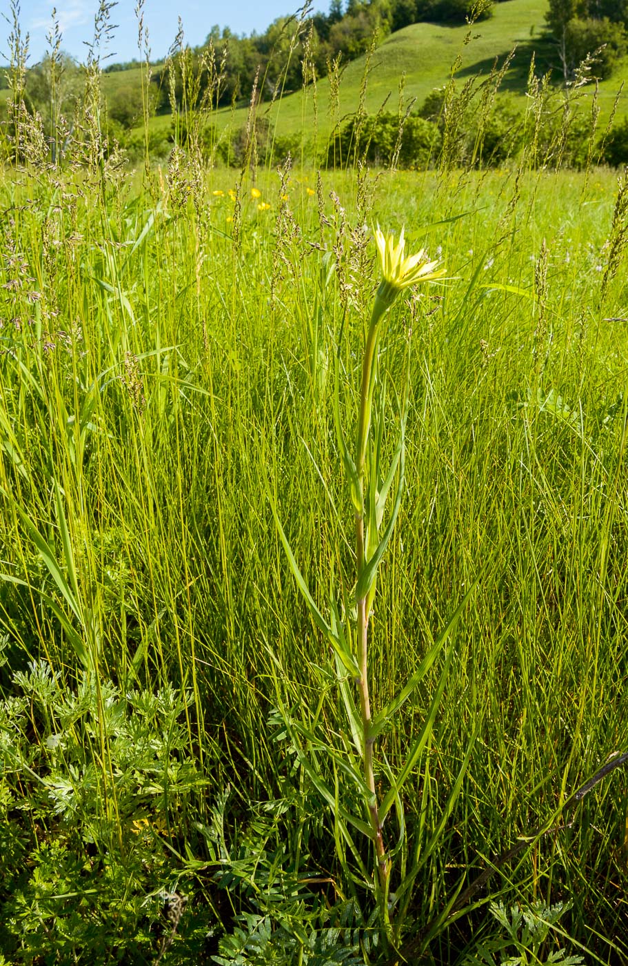 Изображение особи Tragopogon dubius ssp. major.