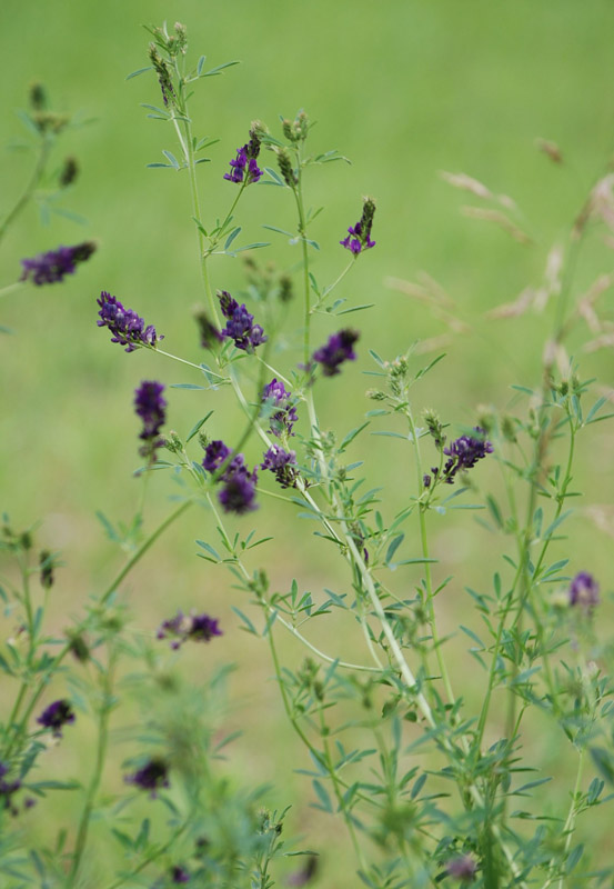 Изображение особи Medicago sativa.