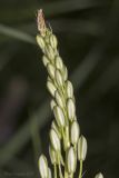 Ornithogalum ponticum. Верхушка соцветия с бутонами. Крым, Бахчисарайский р-н, пос. Куйбышево, луг. 09.06.2017.