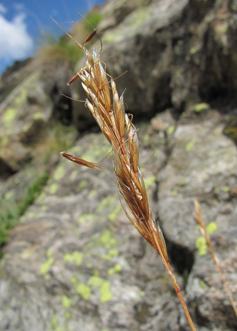 Image of Helictotrichon adzharicum specimen.