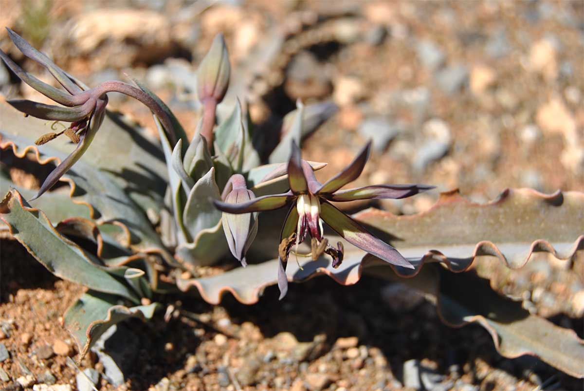 Image of Ornithoglossum vulgare specimen.