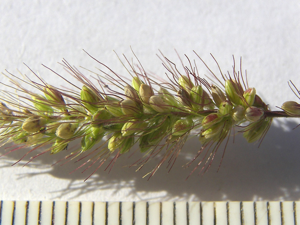 Image of Setaria verticilliformis specimen.