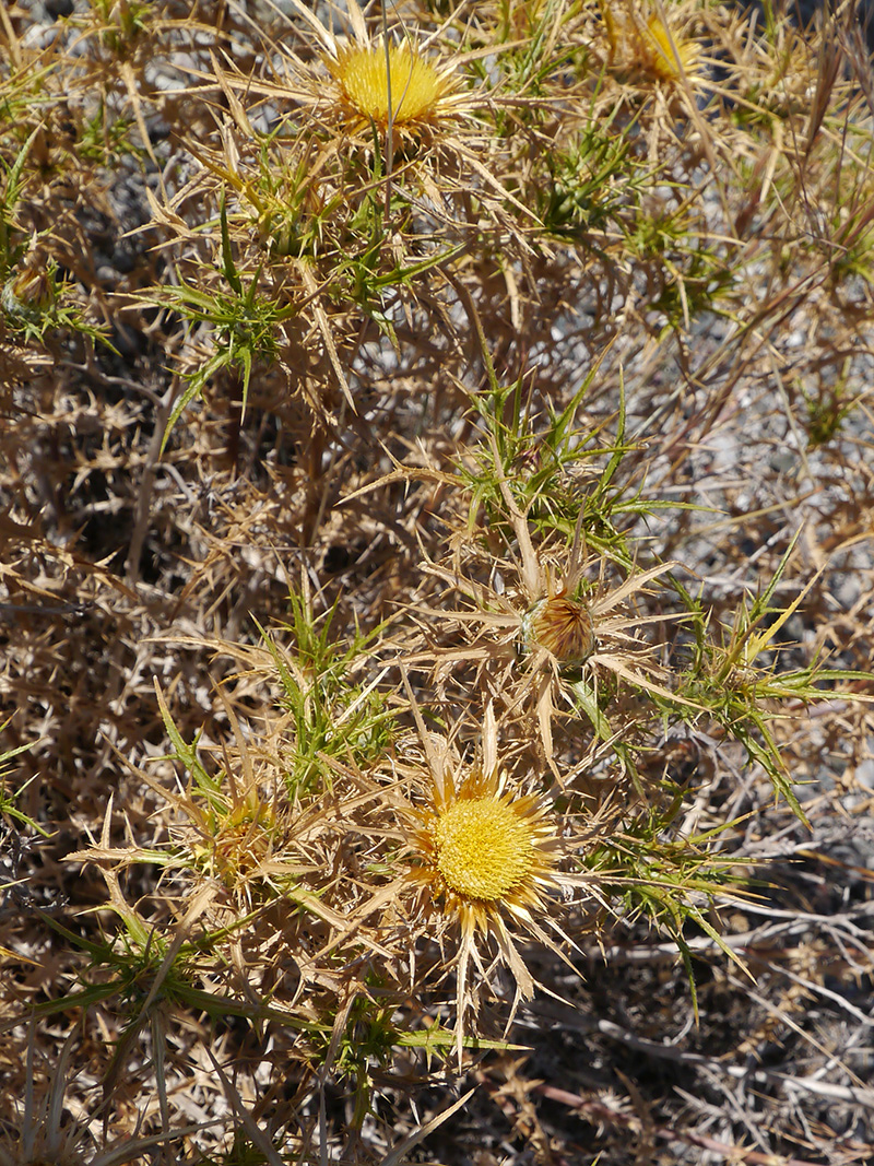 Image of Carlina graeca specimen.