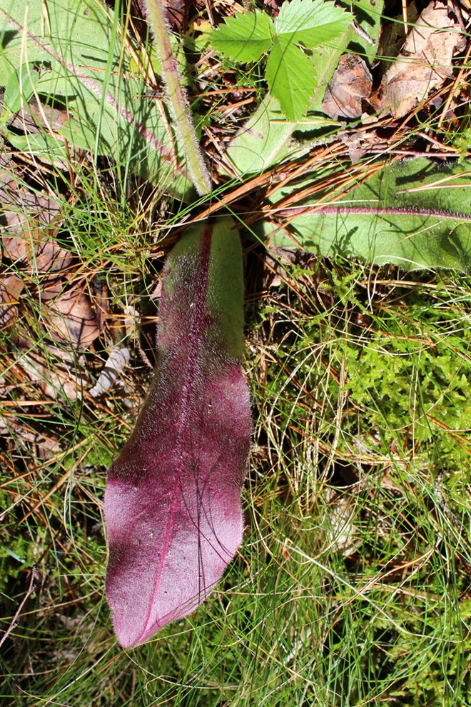 Image of Trommsdorffia maculata specimen.