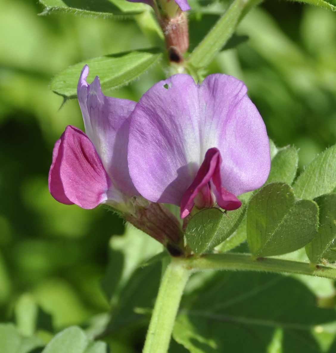 Image of Vicia cordata specimen.