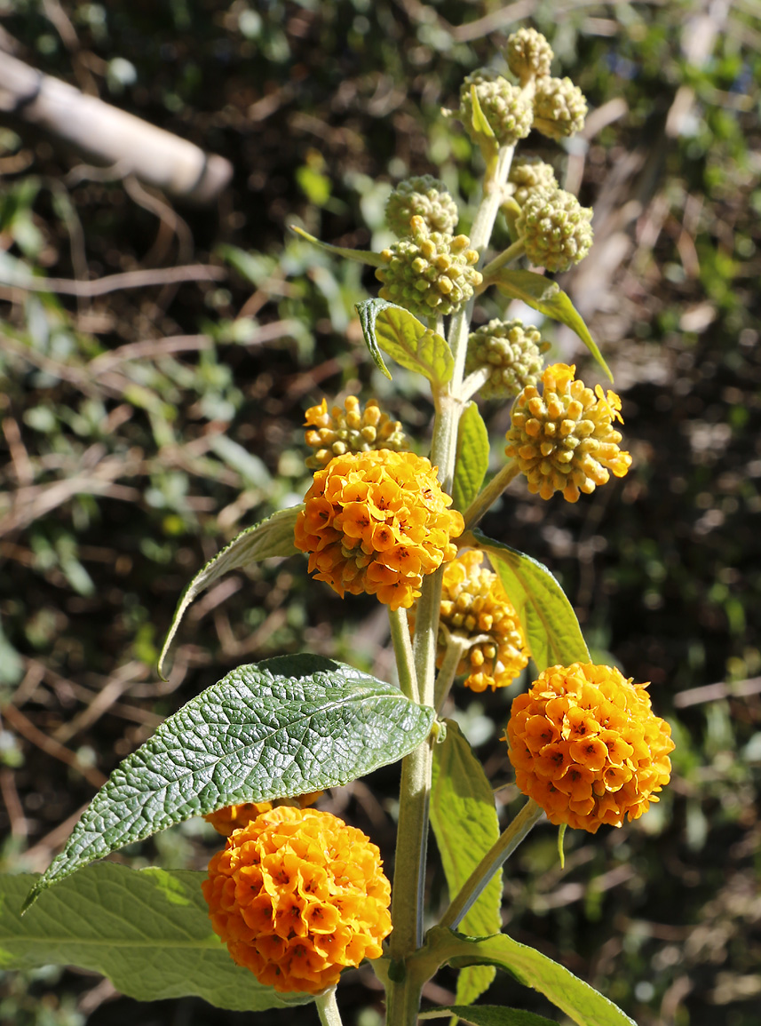 Image of Buddleja globosa specimen.