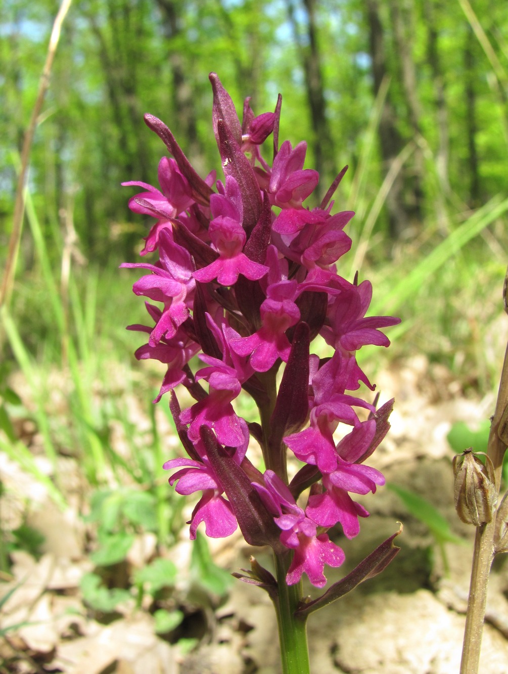 Image of Dactylorhiza romana ssp. georgica specimen.