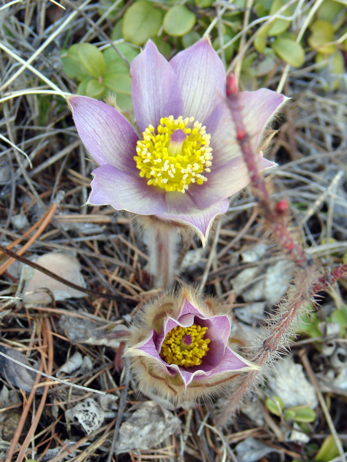 Изображение особи род Pulsatilla.