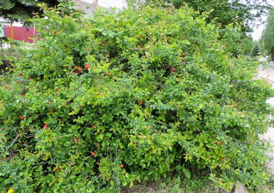 Image of Chaenomeles speciosa specimen.