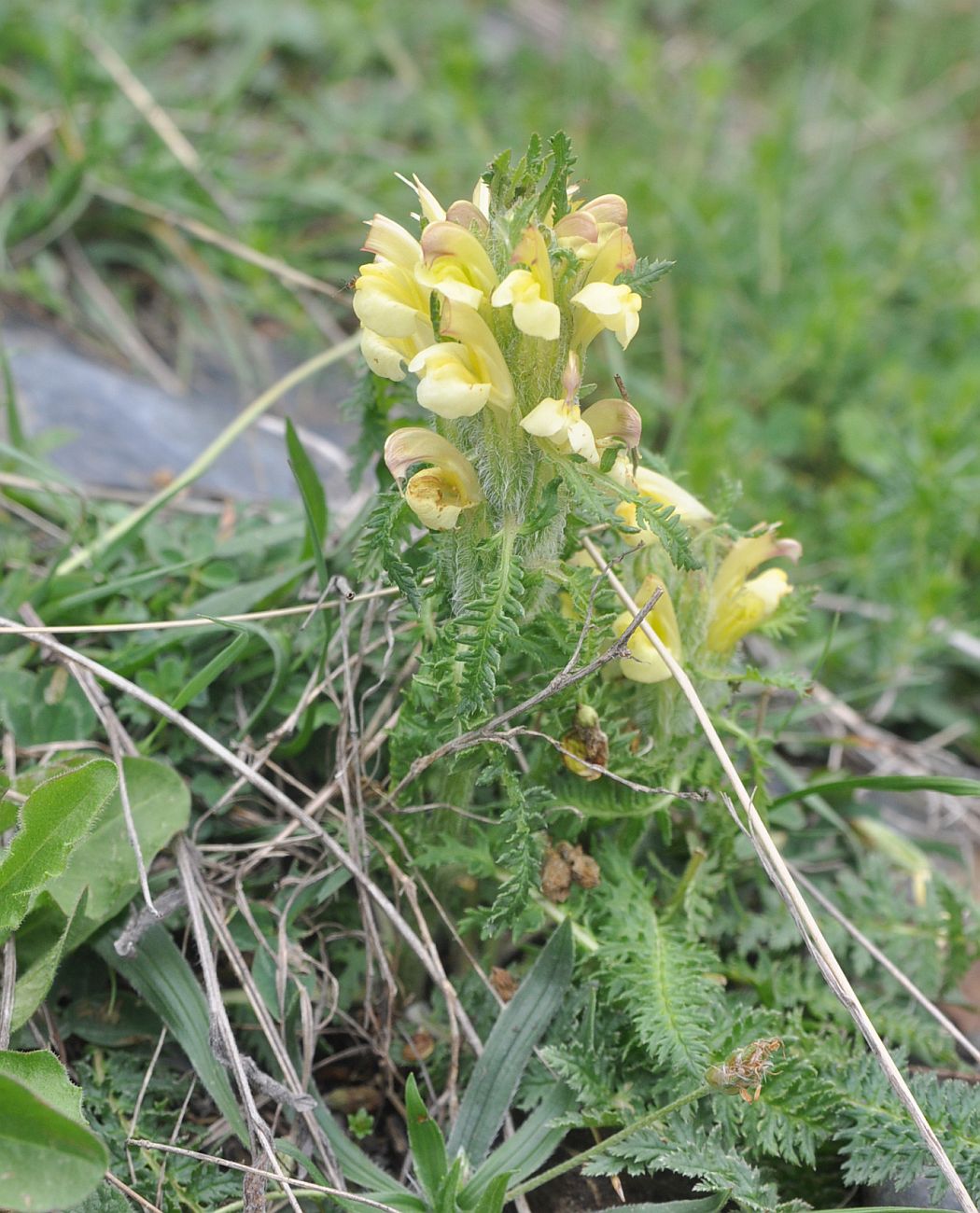 Image of Pedicularis sibthorpii specimen.