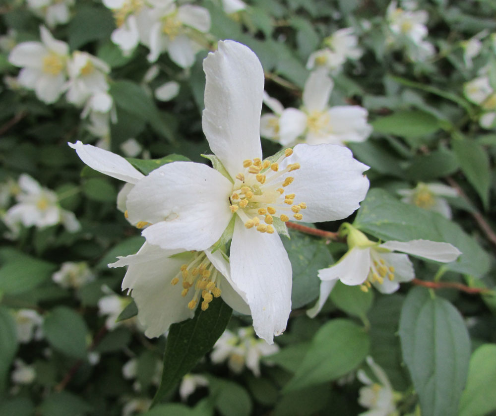 Image of Philadelphus &times; lemoinei specimen.