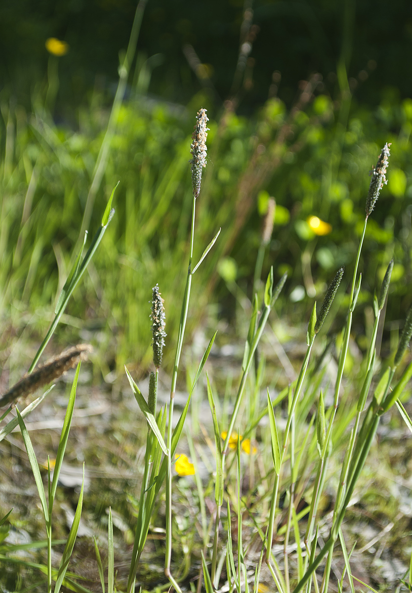 Image of Alopecurus geniculatus specimen.