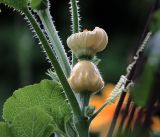 Cucurbita pepo. Завязь плода с отцветшим цветком и черешок листа. Московская обл., Раменский р-н, окр. дер. Хрипань, садовый участок. 06.08.2018.