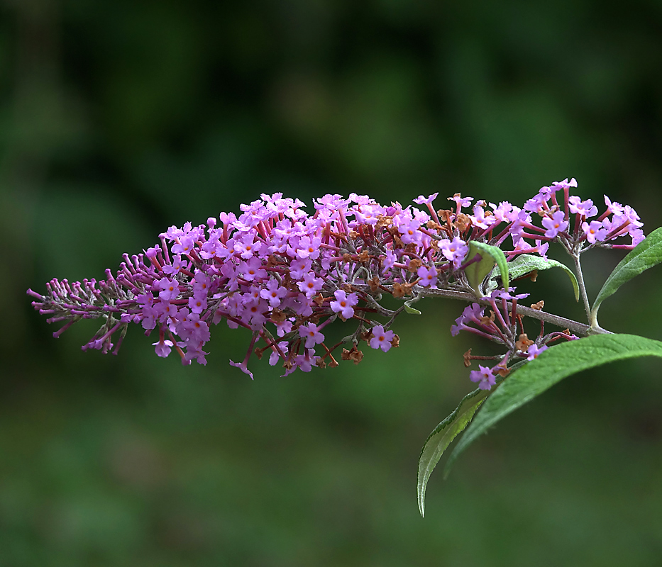 Изображение особи Buddleja davidii.